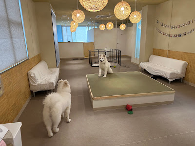 Samoyed Café AL Kyoto Kawaramachi Branch 사진 4