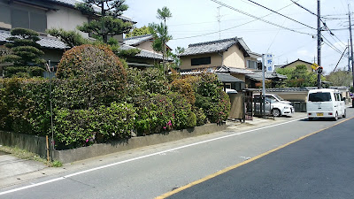 Nogiku 사진 3