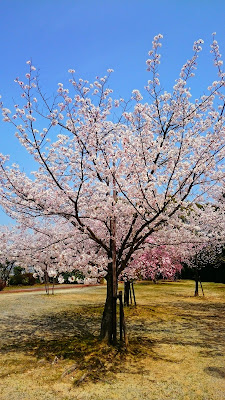 Shime Park 사진 2