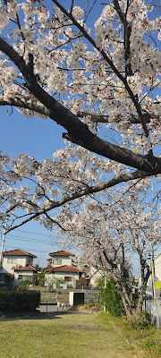Ae Park 사진 5