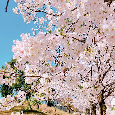 Aoba Park 사진 2