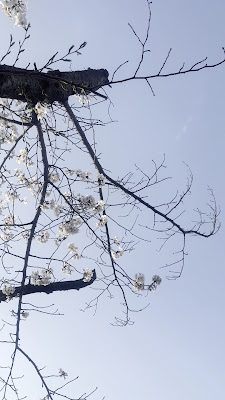 Okamoto Park 사진 3