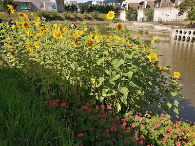 Hisayaike Ryokuchi Park 사진 4