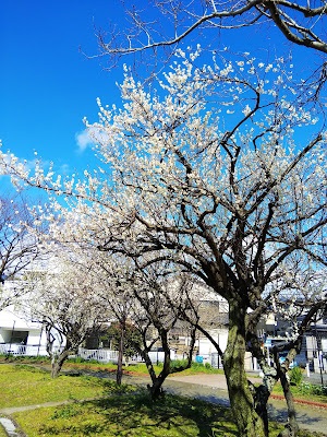 Sarayama Central Park