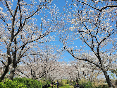 Muromigawa Riverside Park 사진 2