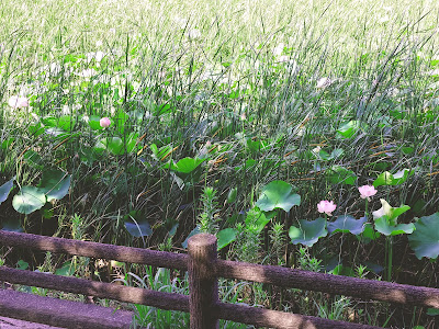 Rokusuke Park 사진 5