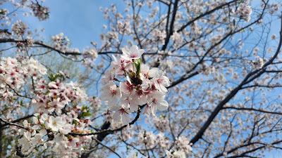 Chayama Park 사진 2