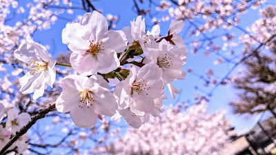 Iikura Park 사진 5
