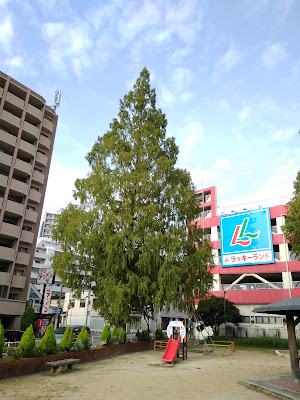 오자사공원 사진 2