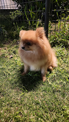 오자사공원 사진 5