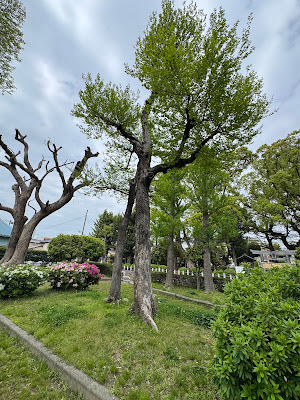 Shiobara Ryokuchi Park 사진 4