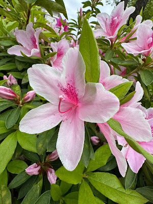 Shiobara Ryokuchi Park 사진 5