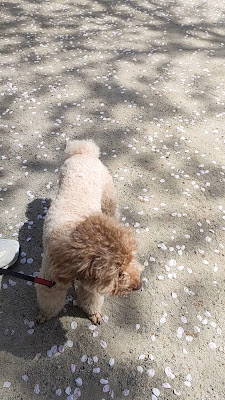 호리카와 공원