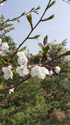 토요하마 공원 사진 3