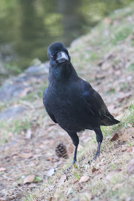 Ohori Park Wild Bird Forest 사진 2