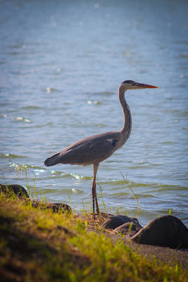 Ohori Park Wild Bird Forest 사진 4
