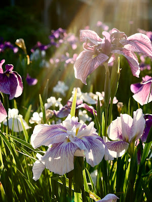 Iris Garden 사진 4