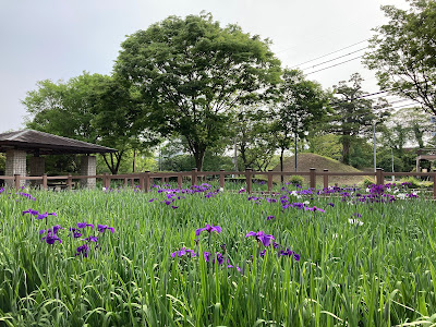 Iris Garden