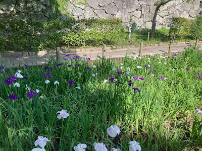 Iris Garden 사진 3