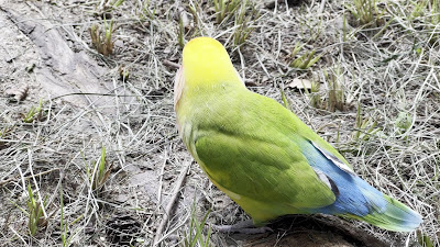 山王公園 芝生広場 사진 3