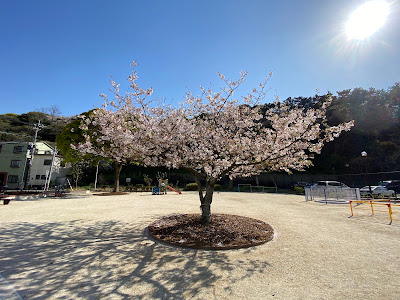 아라쓰 공원 사진 4