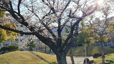 후쿠하마 공원 사진 3