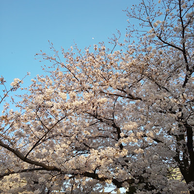 요시노 공원 사진 5