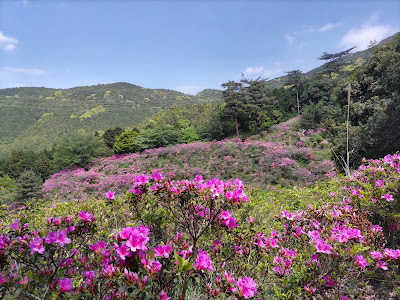 Sarayama Park 사진 2