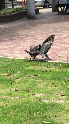 Yoshizuka Ryokuchi Park 사진 3