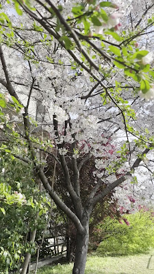 Hakozakiyoneichimaru Park 사진 3