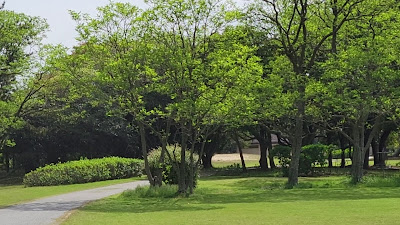 Large Open Field 사진 3