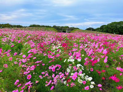 Large Open Field 사진 4