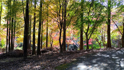Ayugaeri Falls 사진 4