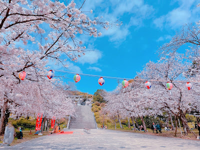 벚꽃명소 100선의 지 사진 2