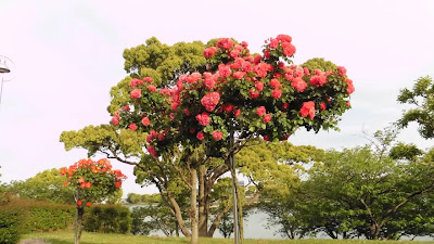 Kayocho Park Rose Garden 사진 3