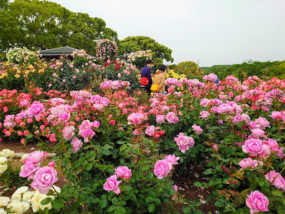 Kayocho Park Rose Garden 사진 4