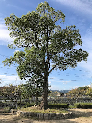 公園 사진 5