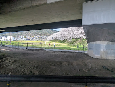 水城跡の桜並木 사진 4