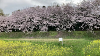 水城跡の桜並木 사진 3