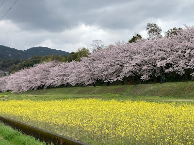水城跡の桜並木