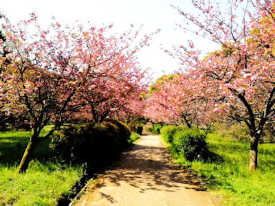 Dazaifu Citizen's Forest 사진 3
