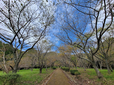 Dazaifu Citizen's Forest 사진 5