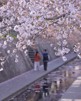 一本松川緑道の桜並木 사진 2