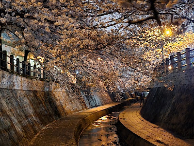 一本松川緑道の桜並木 사진 4