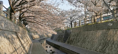 一本松川緑道の桜並木 사진 3