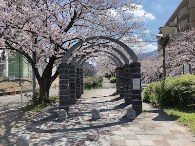 一本松川緑道の桜並木 사진 5