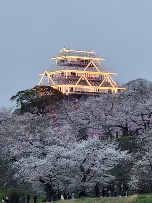 舞鶴公園の桜