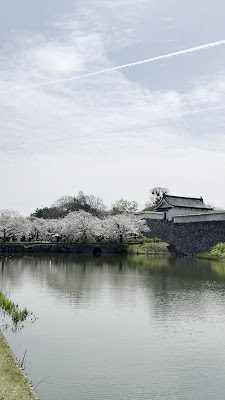 舞鶴公園の桜 사진 3