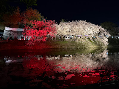 舞鶴公園の桜 사진 4