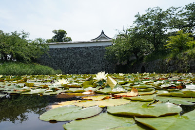 睡蓮の咲く堀(福岡城跡4号堀)